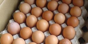 Brown Eggs