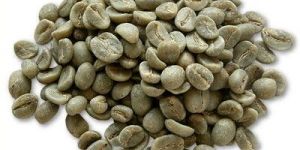 Arabica Coffee Bean