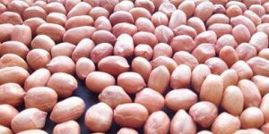 Java Groundnut