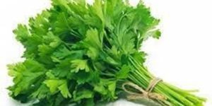 Fresh Coriander Leaves