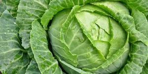 Green Cabbage