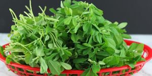 Green Fenugreek Leaves