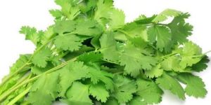 Organic Coriander Leaves