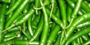 Organic Green Chilli