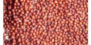 Ragi Seed