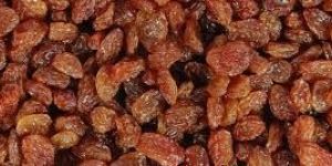 Brown Raisin