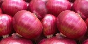 Fresh Red Onion