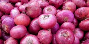Fresh Natural Onion
