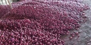 Fresh Red Onion Latest Crop