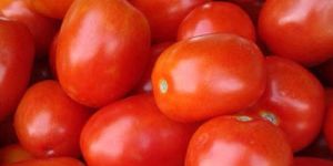 Fresh Red Tomato