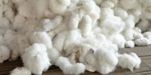 Indian Raw Cotton