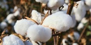 Natural Raw Cotton