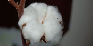 Organic Raw Cotton