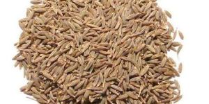Dry Cumin Seeds