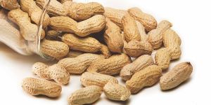 Java Shelled Peanuts