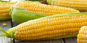 Organic Maize Seeds