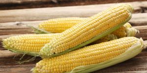 Sweet Corn Seeds