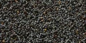 Black Poppy Seeds