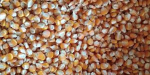 Maize Seeds