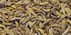 Fresh Cumin Seeds