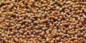 Raw Coriander Seeds