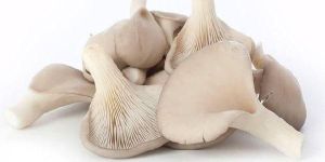 Fresh Oyster Mushroom