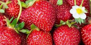 Fresh Strawberry