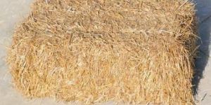 Wheat Straw