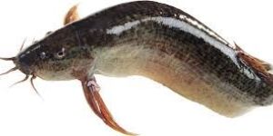 Fresh Magur Fish