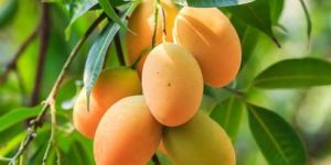 Fresh Sweet Mango