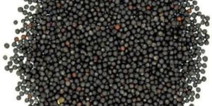 Indian Black Mustard Seeds