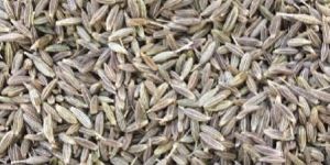 Cumine Seed