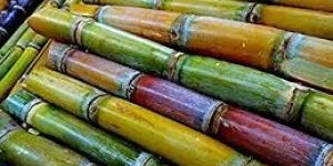 Fresh Sugarcane