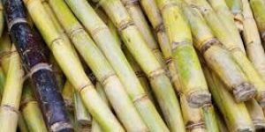 Natural Sugarcane