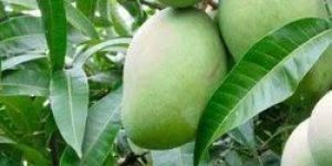 Raw KESAR Mango