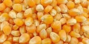 Organic Yellow Maize Seeds