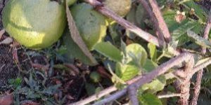 Guava Plant