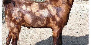 Boer Goat