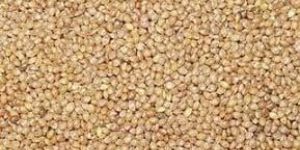 Barnyard Millets Seeds