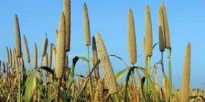 Fresh Millet Seeds