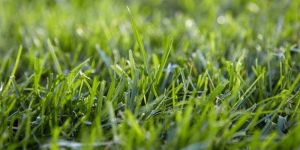 Garden Grass