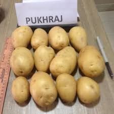 Pukhraj Potato