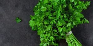 Parsley Herbs