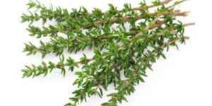 Thyme Herbs