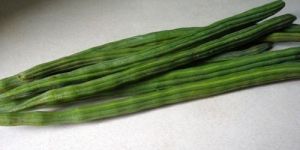 Fresh Drumstick