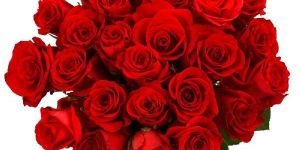 Fresh Red Rose
