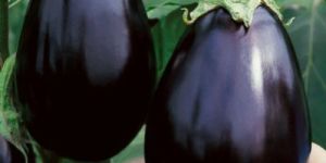 Natural Brinjal