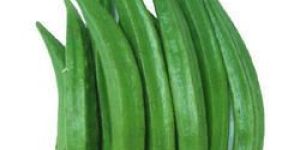 Natural Lady Finger