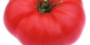 Natural Tomato
