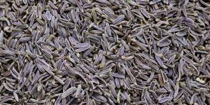 Dried Dill Seeds
